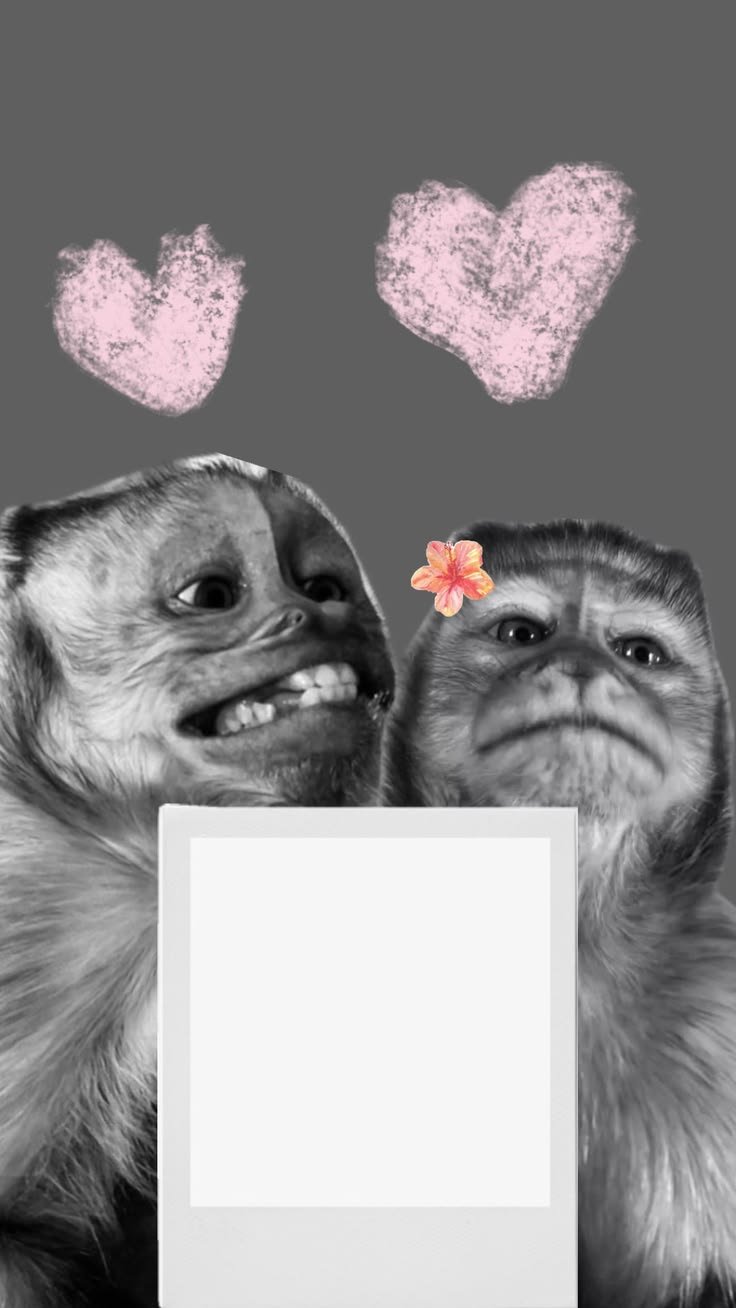 Deux singes amoureux